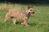 BOUVIER DES ARDENNES 396